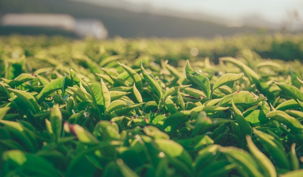 Organic Remedies Enola